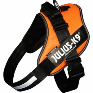 Julius - k9