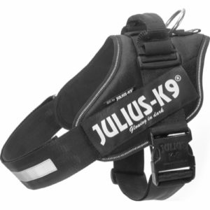 Julius- k9